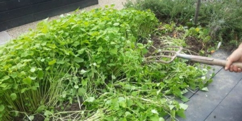 8 Vrste zelenog đubriva, kada sejati, a kada zakopati